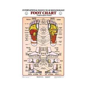 Reflexology Anatomical Chart  Industrial & Scientific