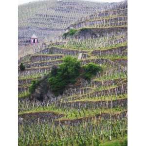 Vineyards in the Cote Rotie District, Ampuis, Rhone, France Stretched 