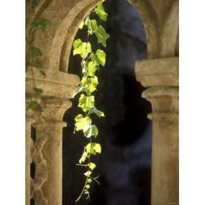 Vine Tendrils on Old Pillars, Chateau Valmagne, Languedoc Stretched 