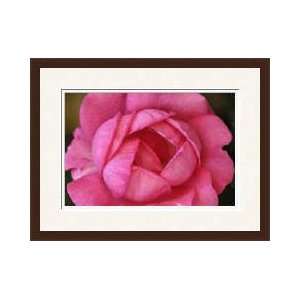  Pink Rose Viens Provence France Framed Giclee Print
