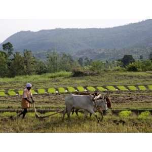  Ploughing An Agricultural Field, Marayoor, Kerala, India 