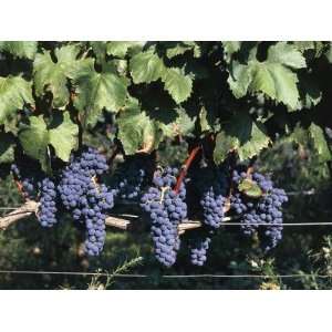  Up of Grapes in a Vineyard, San Pancrazio Salentino, Puglia, Italy 