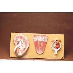 Somso Human Kidney, Nephron, and Glomerulus Set 