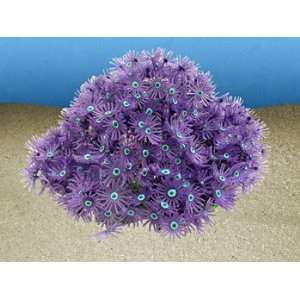   inch x 3.5 inch (Anthelia) Coral Reproduction Patio, Lawn & Garden