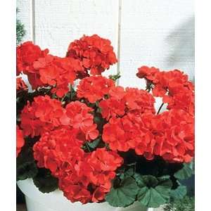  Geranium, Big Red Hybrid 1 Pkt. (10 seeds) Patio, Lawn 