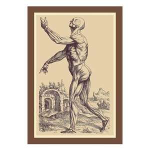   Second Plate of the Muscles by Andreas Vesalius, 24x32