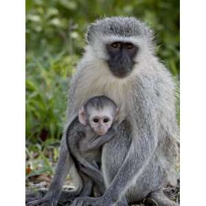 Vervet Monkey (Chlorocebus Aethiops) Mother and Infant, Kruger 