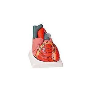  Giant Heart Model (Altay) Industrial & Scientific