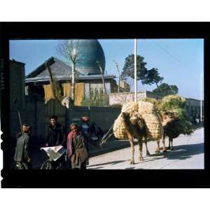  Southside Street, Tehran, Iran 1955,camels, city life 