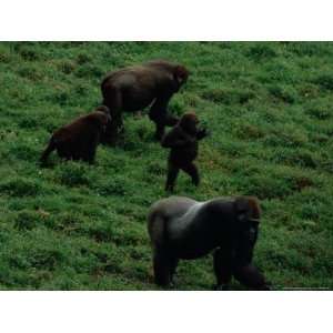  A Family of Gorillas (Gorilla Gorilla Gorilla) Foraging 