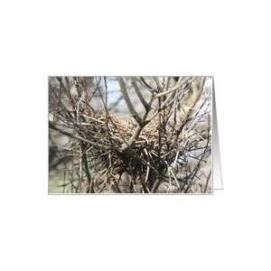 Empty Bird Nest Nature Photo Blank Note Card Card Health 
