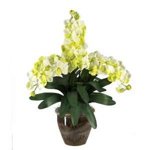  Triple Stem Vanda Orchid