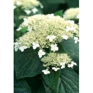  White Dome (Hydrangea arborescens White Dome) Patio 