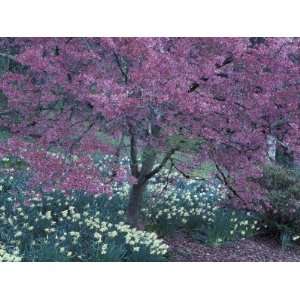 Ohame Cherry Tree in Bloom, Seattle Arboretum, Washington, USA Premium 