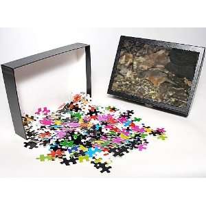   Puzzle of Rufous Chatterer from Ardea Wildlife Pets Toys & Games