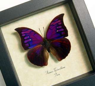 amazing and rare purple and fuschia butterfly from peru this item 