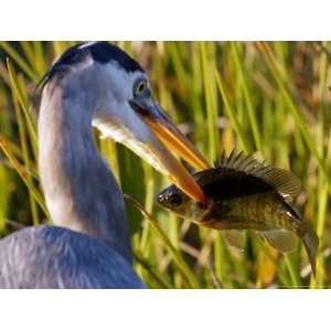  A Great Blue Heron Spears its Dinner While Hunting 