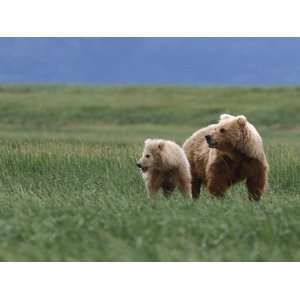  Grizzly Bear (Ursus Arctos Horribilis) Mother and Yearling 