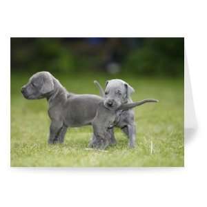 Two of 15 puppies born in Urmston.   Greeting Card (Pack of 2)   7x5 