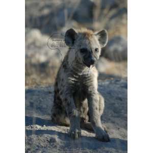  Picture of Baby Hyena Sitting Baby