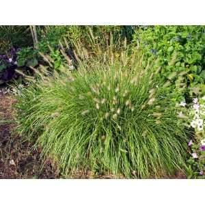  Dwarf Fountain Grass (Pennisetum alopecuroides Hameln 