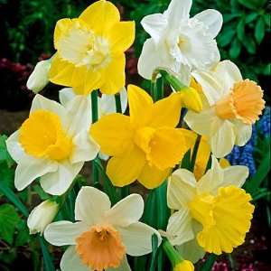  Trumpet Daffodil Bulbs Mix Patio, Lawn & Garden