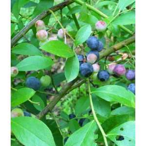   Tifblue Blueberry (Vaccinium ashei Tifblue) Patio, Lawn & Garden
