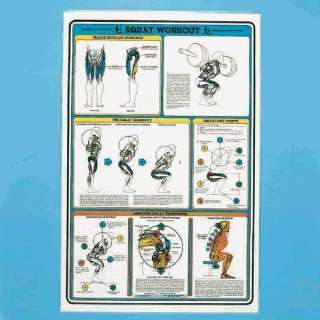   Weight Training Poster   Squat Exercises