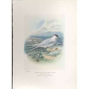    George Rankin C1910 Sandwich Tern Bird Print