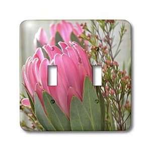 Patricia Sanders Flowers   Pink Protea Flowers  Floral Photography 