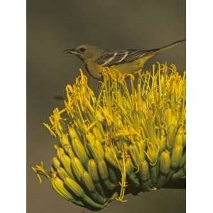  Female Scotts Oriole on Agave Blossom (Icterus Parisorum 