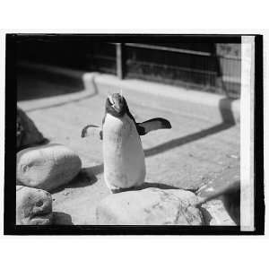  Photo Rock Hopper penguin at Wash. Zoo. 1926