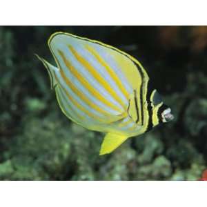  A Vivid Ornate Butterflyfish Swims Through a Reef National 