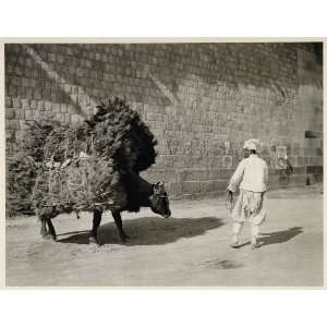  1930 Korean Man with Ox Korea Photogravure F. M. Trautz 