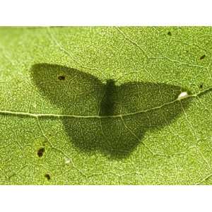  Leaf from a Cottonwood Tree Shows the Shadow of a Moth 
