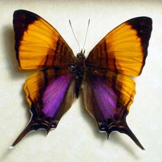 STUNNING PURPLE ORANGE MARPESIA PERU REAL BUTTERFLY 300  