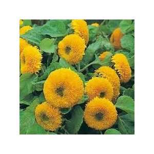  Sungold Dwarf Teddy Bear Sunflower Seed   By The Pound 