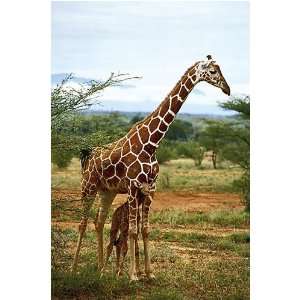  Giraffe And Baby   Canvas By Anonymous Highest Quality Art 