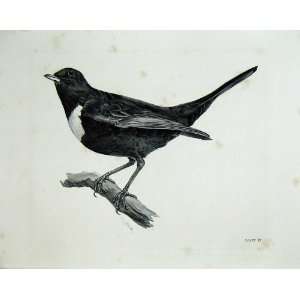  1909 The Ring Ouzel Turdus Torquatus Male Bird Plate