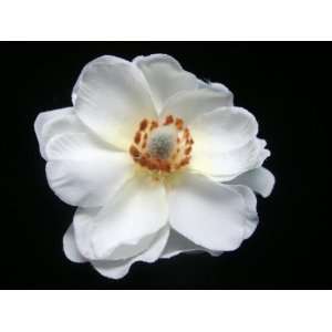  NEW White Magnolia Flower Hair Clip, Limited. Beauty