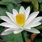Dark Blue Blooming Water Lily (Nymphaea Capensis) 5 seeds  