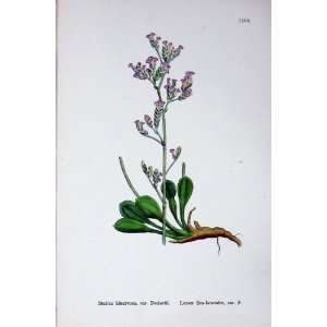   Plants C1902 Lesser Sea Lavender Flowers Statice