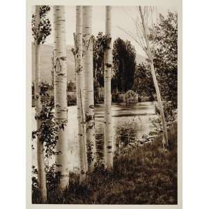  1926 Birch Trees River Trebinje Bosnia and Herzegovina 