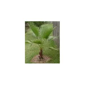  GIANT*MEXICAN FAN PALM*5 seeds*EXOTIC*rare*#1086 Patio, Lawn & Garden