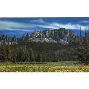 Post Card ROCKY MOUNTAIN WILDFLOWERS, Mountain West Prints, Published 