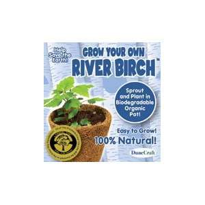  DuneCraft Grow Your Own Tree River Birch Toys & Games