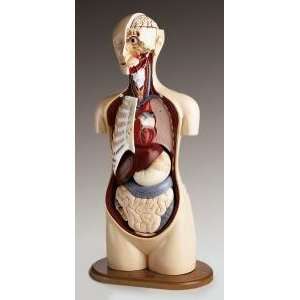 Torso Professional Anatomical Teaching Model  Industrial 