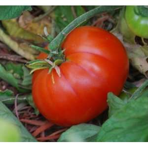  Beefsteak Tomato   4 starter plants Patio, Lawn & Garden