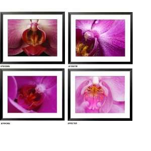 Purple Orchid Montage   Set of 4