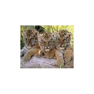  Tiger Cubs    Print